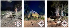 Bomberos Voluntarios de Henderson informa sobre servicio por caída de árbol y acerca de línea de teléfono